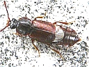 Acidota subcarinata