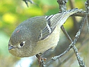 More Ruby-crowned Kinglets