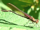 American Rubyspot male