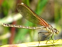 American Rubyspot female