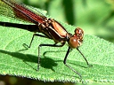 More American Rubyspot Damselflies