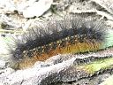 Salt Marsh larva