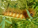 Salt Marsh larva