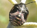 Red-shouldered nymph