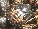 Trichopepla Stink Bug