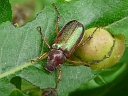 Scarab Beetle
