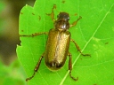 Scarab Beetles