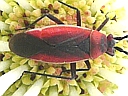 Lopidea species