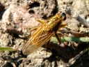 Scathophaga Flies