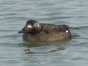 More White-winged Scoter Ducks