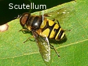 Transverse Hover Fly