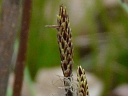 Pennsylvania Sedge
