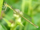 Sedge Sprite female