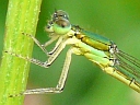 Sedge Sprite female