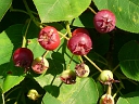 Serviceberry