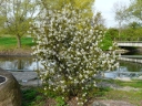Serviceberry
