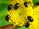 Shining Flower Beetles