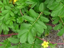 Silverweed
