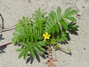 Silverweed