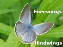 Silvery Blue Butterfly