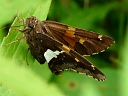Silver-spotted