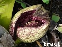 Skunk Cabbage