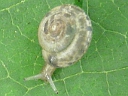 Snail