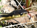 Snakes