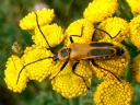 Fireflies, Soldier & Click Beetles
