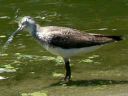 More Solitary Sandpipers