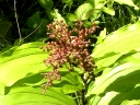 More False Solomon's Seal