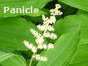False Solomon's Seal
