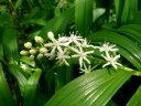 More Star-flowered Solomon's Seal