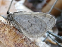 More Bruce Spanworm Moths