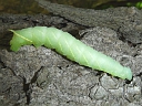 Unidentified larva