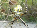 Orb Weaver Spiders
