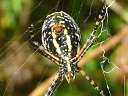 More Banded Argiope Spiders