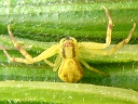 More Northern Crab Spiders
