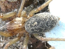 Tegenaria agrestis