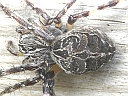 More Furrow Spiders