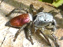 Jumping Spider