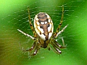 Tuftlegged Orbweaver