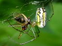 Long-jawed Orb Weaver Spiders
