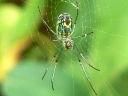 More Orchard Orbweaver Spiders