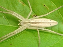 Tibellus species