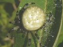 More Shamrock Orbweaver Spiders