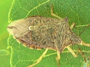 Podisus species