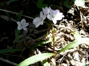 More Spring Beauty