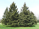 White Spruce