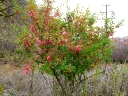 Staff Tree Family